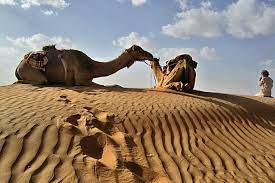 We've got 43 tours going to wahiba sands, starting. Oman Wahiba Sands Small Group Camel Safari 2021
