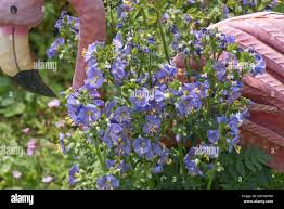 Image result for Haumaniastrum caeruleum