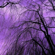 Violet Skies Purple Sky Purple Aesthetic Purple Trees