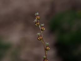 Image result for Juncaginaceae