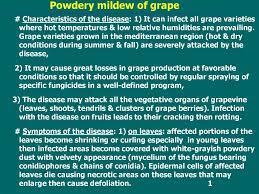 Powdery mildew on grapes is one of the main disease problems throughout the world. Powdery Mildew Of Grape Prezentaciya Onlajn