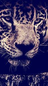 Tiger Hd Lockscreen Mobile Wallpaper Best Wallpapers Android Android Wallpaper Best Wallpaper For Mobile