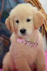 A Golden Retriever Puppy Look At That Adorable Little Face Puppies Retriever Puppy Dogs Golden Retriever Cute Animals
