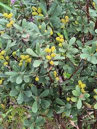 Image result for Myrica