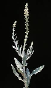 Image result for Caylusea