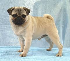 Browse our selection of reputable breeders. Puppy Pug Dog Clickbd