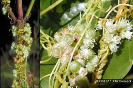 Image result for Cuscuta australis