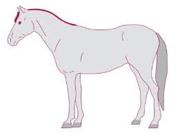 Paarden tekenen, is dat moeilijk of makkelijk? Tekening Paard Makkelijk