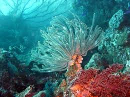 Gambar pemandangan di dasar laut yang indah kumpulan 27 11 2019 lukisan pemandangan bawah laut lukisan pemandangan bawah laut ini memberikan suasana yang sangat indah ada. Muat Turun Segera Bermacam Contoh Gambar Pemandangan Dasar Laut Untuk Mewarna Yang Berguna Dan Boleh Di Perolehi Dengan Mudah Gambar Mewarna