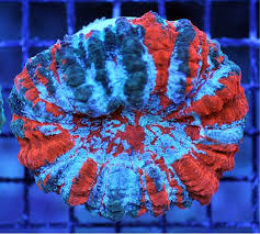 Image result for Microcoelia corallina