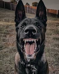 Belgium malinois 2males & 1female born 02/04/2018 for sale!! Belgian Malinois