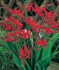 Lucifer Crocosmia Graser Im Garten Blumen Anbauen Winterpflanzen
