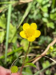 Image result for Ranunculus multifidus