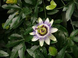 Especial De Flores Passion Flower Passion Flower Garden Planning Flowers