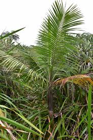 Image result for Acanthophoenix rubra