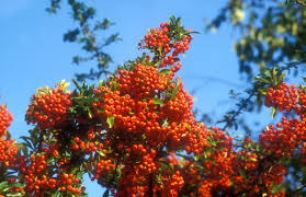 Die berberitze wurde wegen des säuerlichen geschmacks der beeren und ihrer dornen auch sauerdorn. Botanikus Feuerdorn