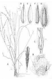 Image result for Digitaria diagonalis