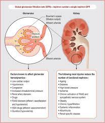 Renal and extrarenal actions of klotho. Practical Management Of Worsening Renal Function In Outpatients With Heart Failure And Reduced Ejection Fraction Statement From A Panel Of Multidisciplinary Experts And The Heart Failure Working Group Of The French Society
