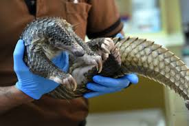 Episode one of the pangolin reports, a new podcast series by sustainable asia, examines why this prehistoric mammal now faces extinction. Pangolin Could Be Intermediate Host For Coronavirus Chinese Researchers Politico