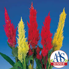 Image result for Celosia pandurata