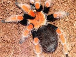 Image result for Brachystegia allenii × boehmii