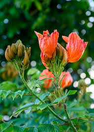 Image result for Tristellateia africana