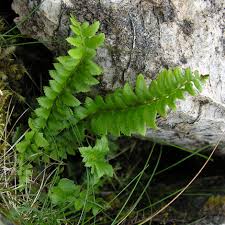 Image result for Lonchitis