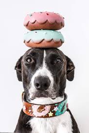 Pin By Rudel Liebe On Comida Cute Dogs Images Dogs Labradoodle