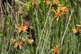 Image result for Gnidia microcephala