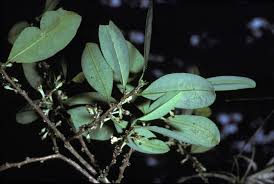 Image result for Erythroxylum