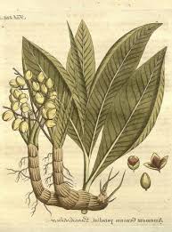 Image result for Aframomum wuerthii