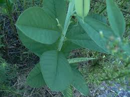Image result for Crotalaria quarrei