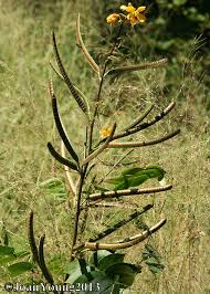 Image result for Senna occidentalis