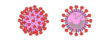 Of the four observed microscopically (squamous epithelial cells, red blood cells, smooth muscle cells, and sperm) which has the the major structural difference between chromatin and chromosomes is that the latter are _. From Bats To Human Lungs The Evolution Of A Coronavirus The New Yorker