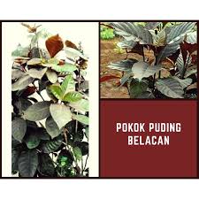 Harga emas antam hari ini naik lagi. Anak Pokok Puding Belacan Shopee Malaysia