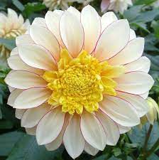 Dahlia Polca Bulb Flowers Dahlia Flower Beautiful Flowers