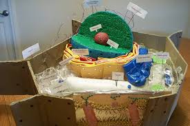 We did not find results for: Plant Cell Model Biology Project 10th Grade This Photo H Flickr