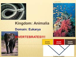 Domain Bacteria Domain Archaea Domain Eukarya Common Ancestor Kingdom Animalia Domain Eukarya Invertebrates Ppt Download