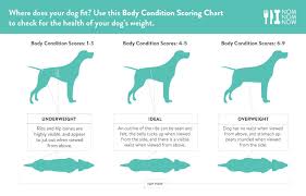 how to tell if your dog is overweight or obese modern dog