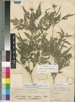 Image result for Bidens schimperi