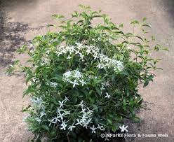 Image result for Pavetta uniflora