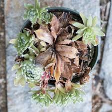 Check spelling or type a new query. What Are Monocarpic Succulents Succulents And Sunshine