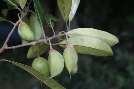 Image result for Manilkara obovata