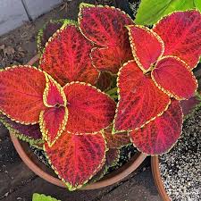 Giant Exhibition Rustic Red Coleus Seeds In 2020 Annual Flowers Flower Seeds Seeds