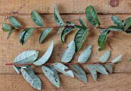 Autumn Olive Foraging For Autumnberries Autumn Olive Harvesting Herbs Wild Edibles