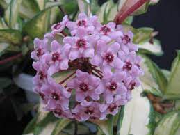 Hoya Carnosa Krimson Princess Wax Flowers 4 Pot Gardino Nursery