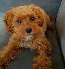 animal obsessed teddy bear dog teddy bear puppies bear dog