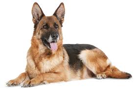 It can be downloaded in best resolution and used for design and web design. German Shepherd Dog Transparent Background Png Png Arts