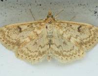 Image result for Anania perlucidalis