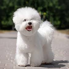 The search tool above returns a list of breeders located nearest to the zip or postal. Bichon Frise Puppies For Sale Available Phoenix Tucson Az